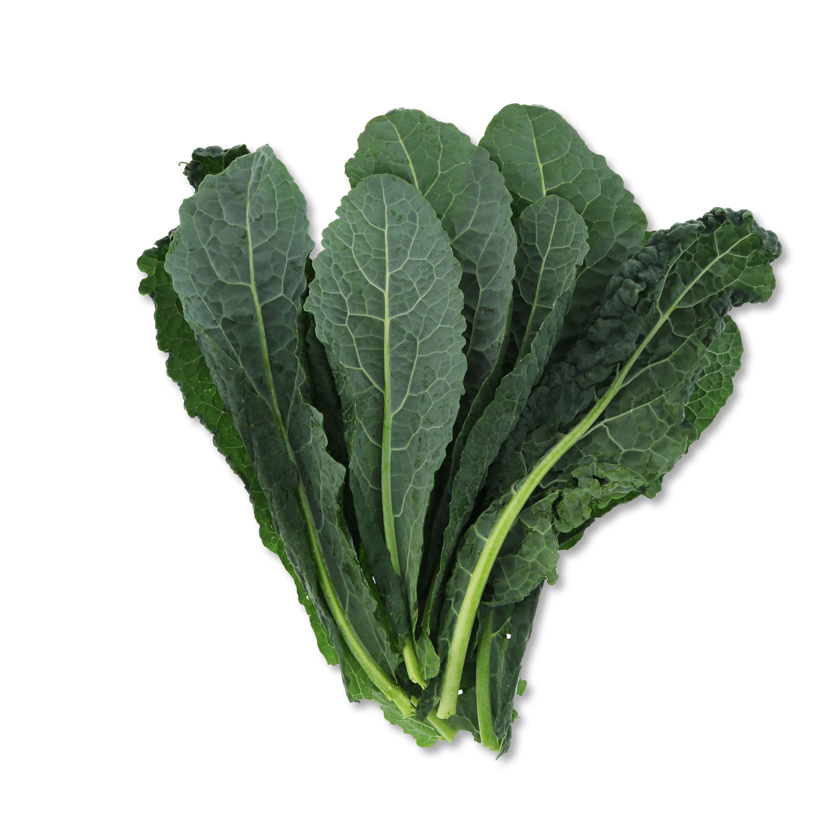 Flat-leaf Kale – Rocklands Farm